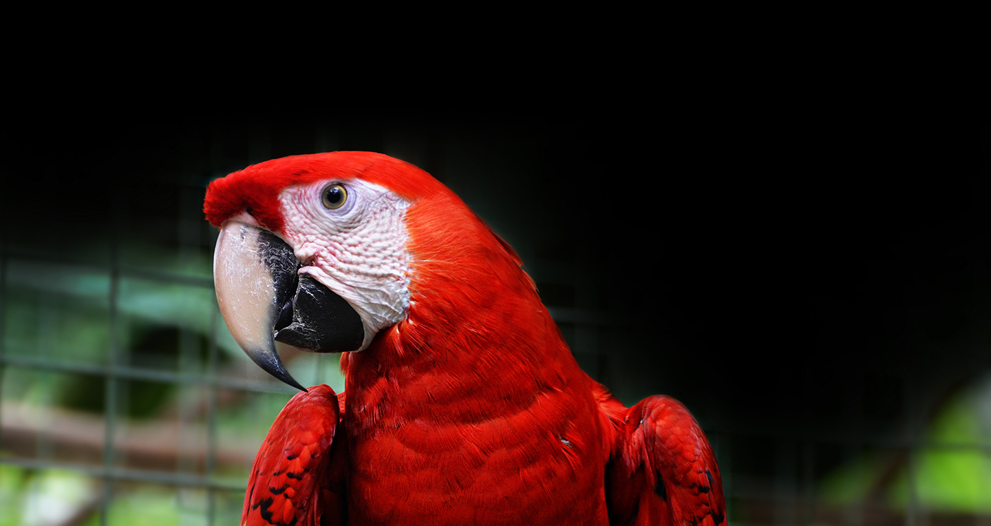 Volunteer in Costa Rica